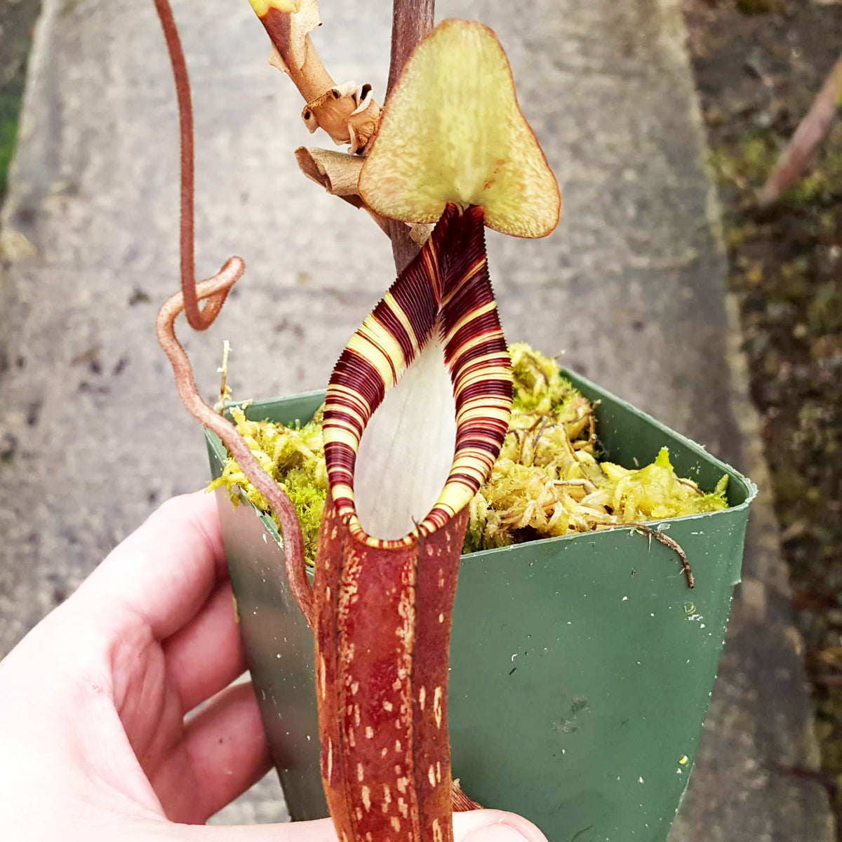 Nepenthes spectabilis 