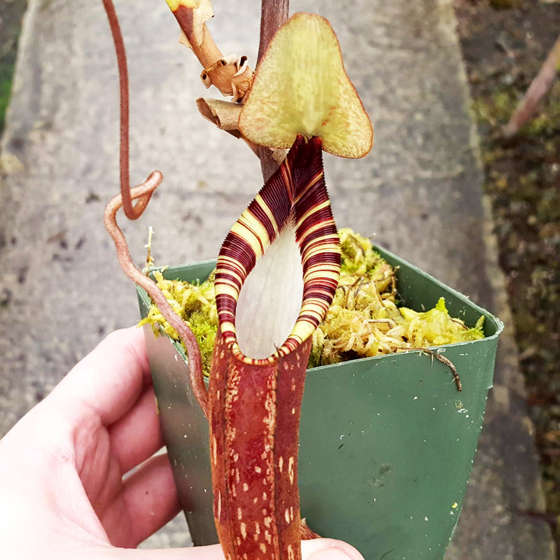 Nepenthes spectabilis