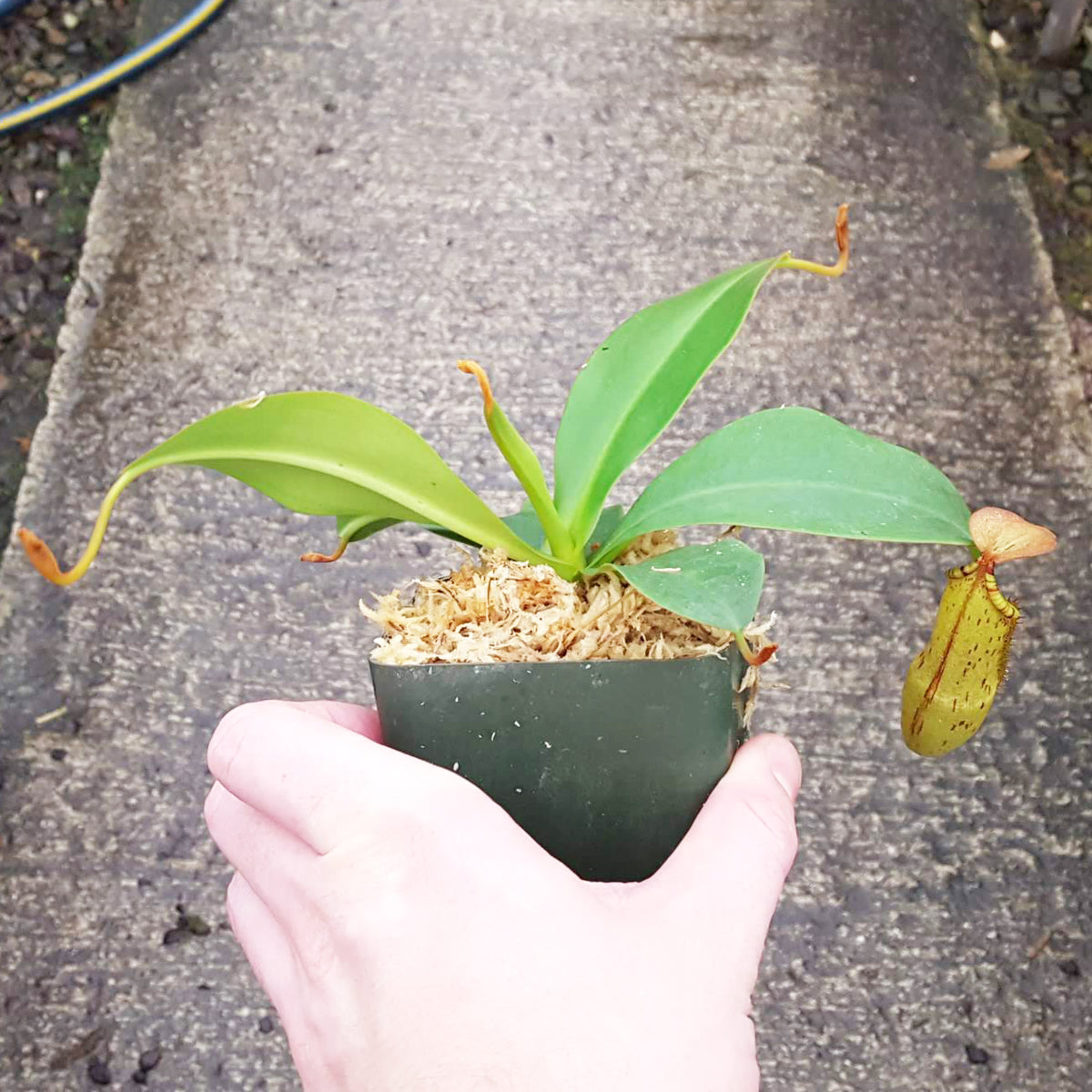 Nepenthes Secret Sin - Select Clone - Candy Stripes