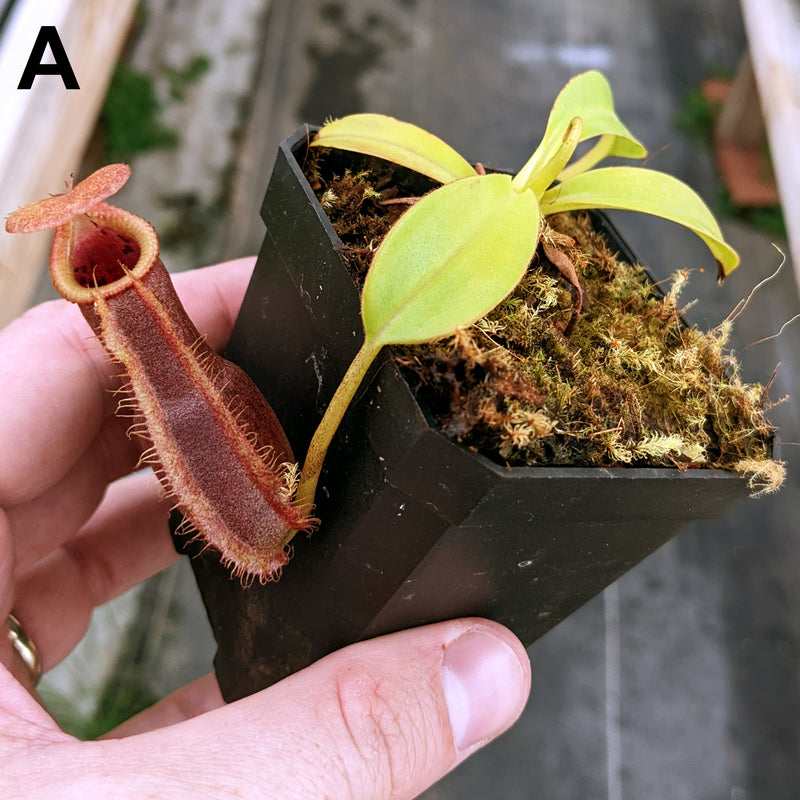 Nepenthes Stoic Emperor - N. spathulata x edwarsiana - Specimens
