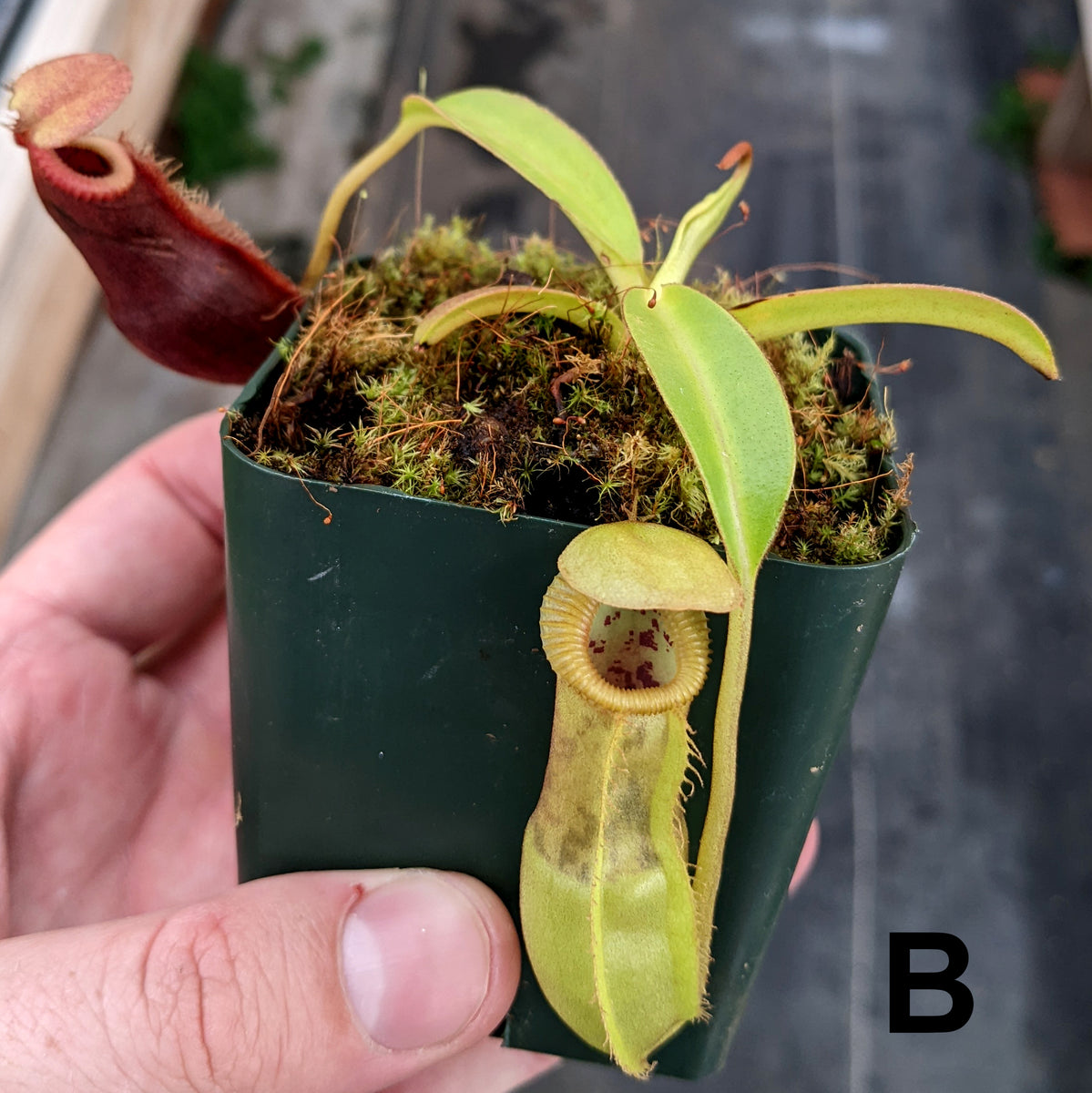 Nepenthes Stoic Emperor | N. spathulata x edwardsiana | Predatory