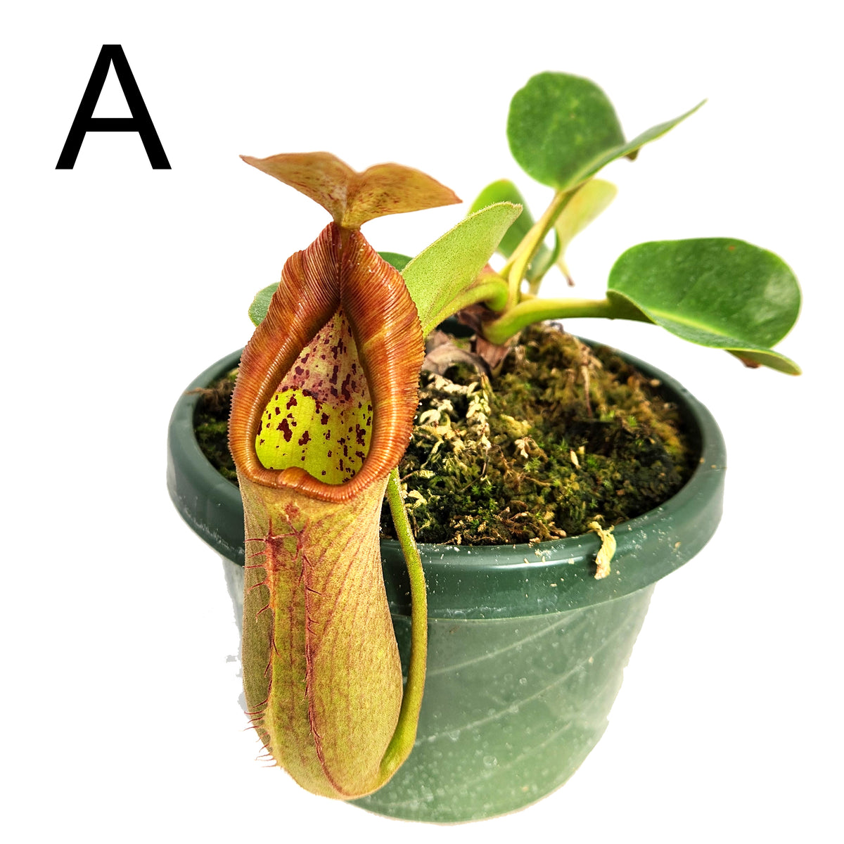 Nepenthes truncata | Huge N. Titanic Tyrant | Predatory Plants