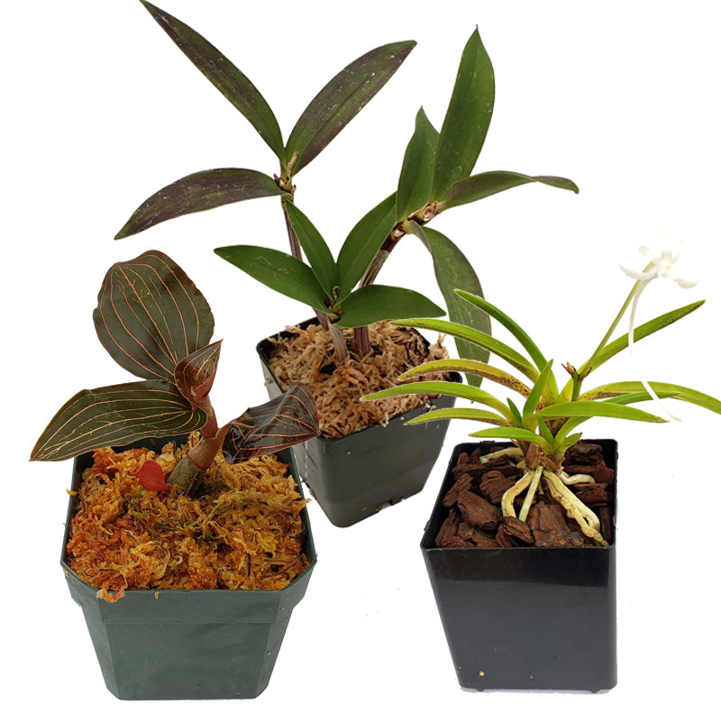 Orchid Collection