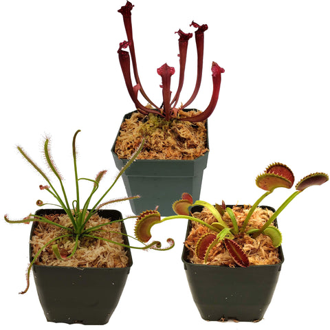 Outdoor Starter Collection