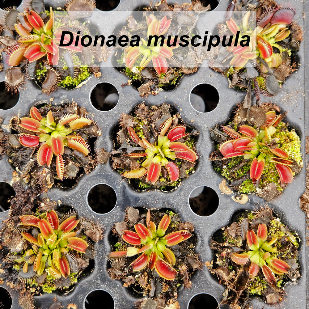Venus flytrap minis
