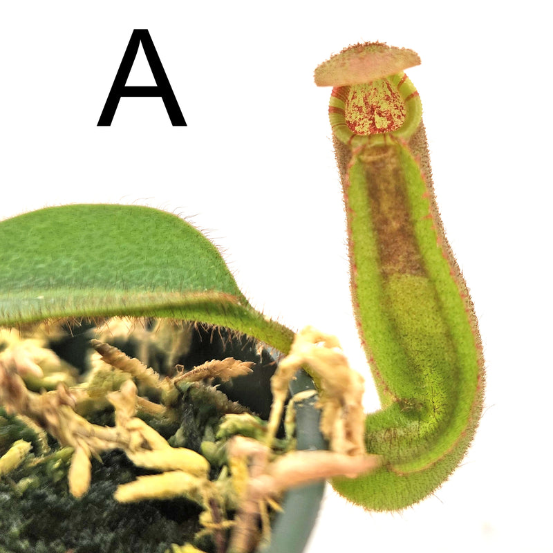 Nepenthes veitchii Valiant Vortex - Guaranteed Stripes - Specimens