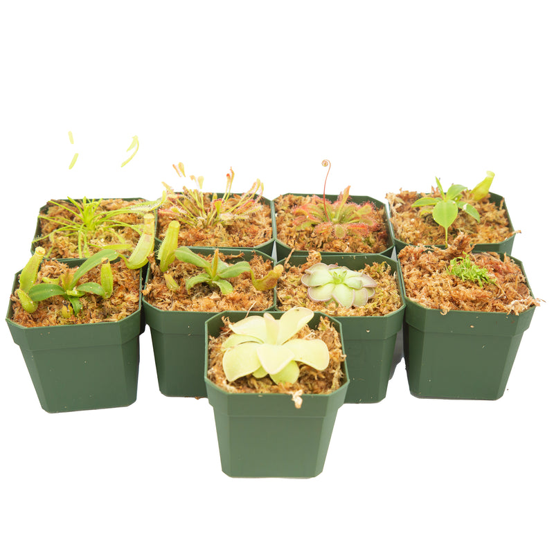Daily Deal - Windowsill Mega-Collection