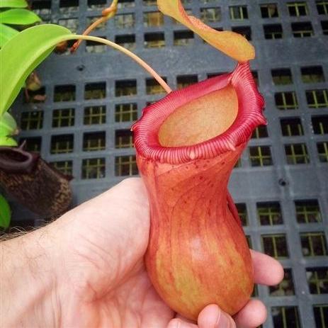 Nepenthes ventricosa