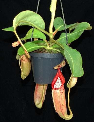 Nepenthes glandulifera x veitchii