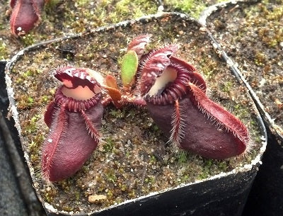 Cephalotus follicularis