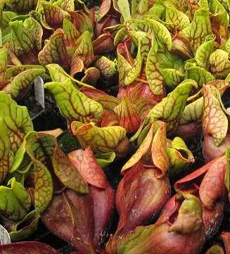 Sarracenia purpurea var. montana Transylvania Co, NC