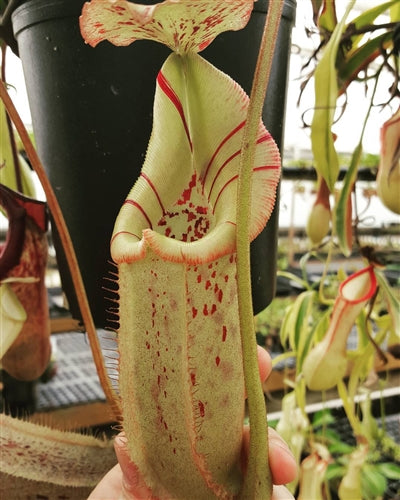 Nepenthes robcantleyi x burbidgeae - Small/Medium