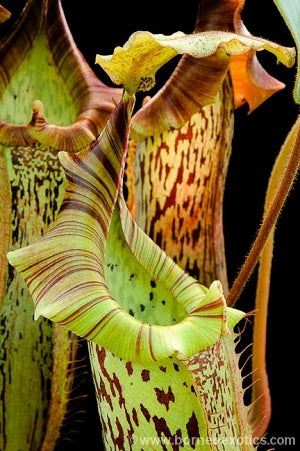 Nepenthes veitchii x platychila - Small