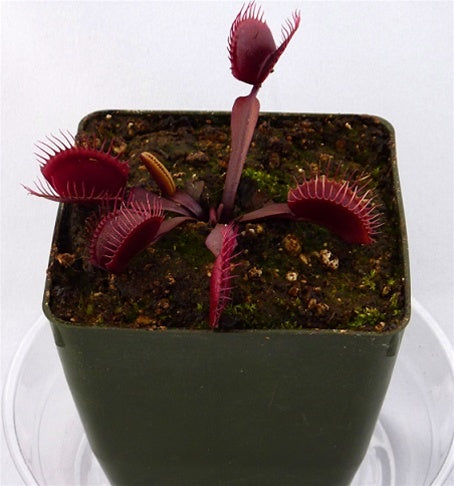 Venus Flytrap 'Red Dragon'