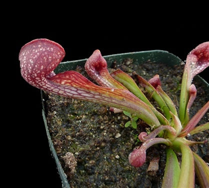 Sarracenia psittacina - Small