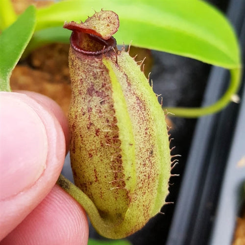 Nepenthes aristolochioides x robcantleyi - Small
