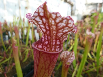 Sarracenia 'Dana's Delight'