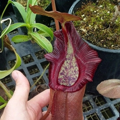 Nepenthes densiflora x robcantleyi - Medium