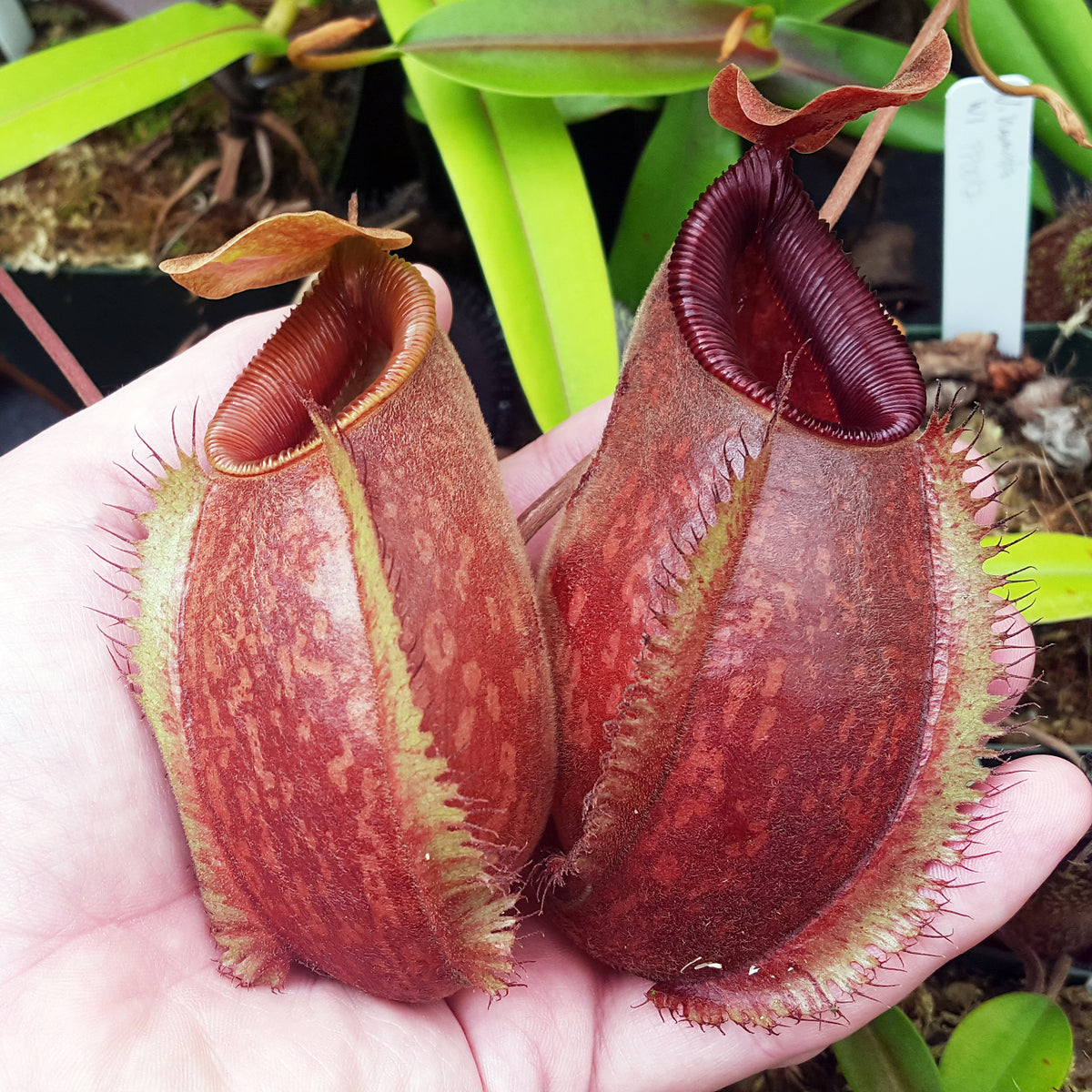 aristodia_1200x1200.jpg?v=