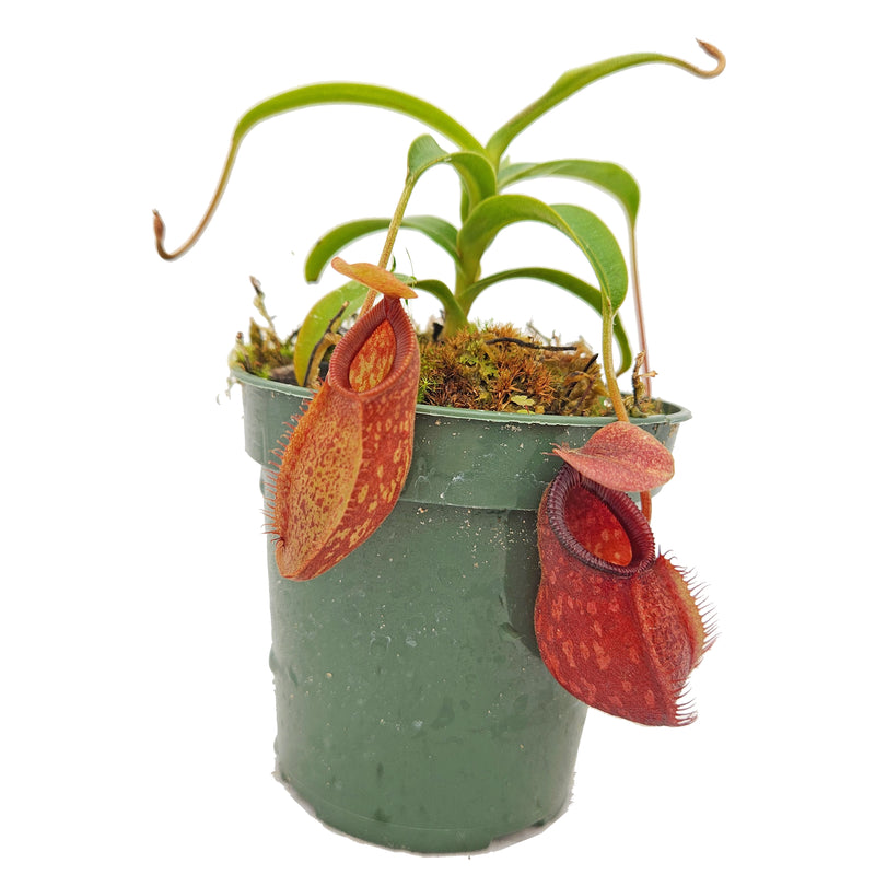 Nepenthes aristolochioides x diabolica specimen