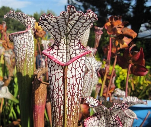 Sarracenia leucophylla Alabama - Large