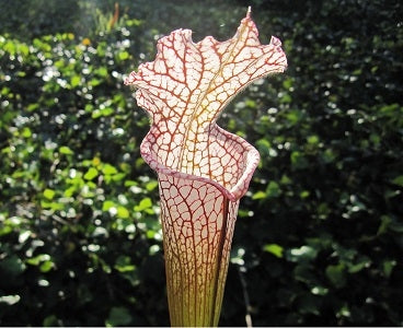 Sarracenia leucophylla Southern Baldwin Co - Large