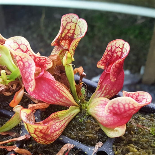 Sarracenia purpurea ssp. venosa 
