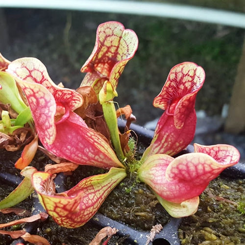 Sarracenia purpurea ssp. venosa