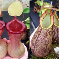 Nepenthes Virtuous Lust