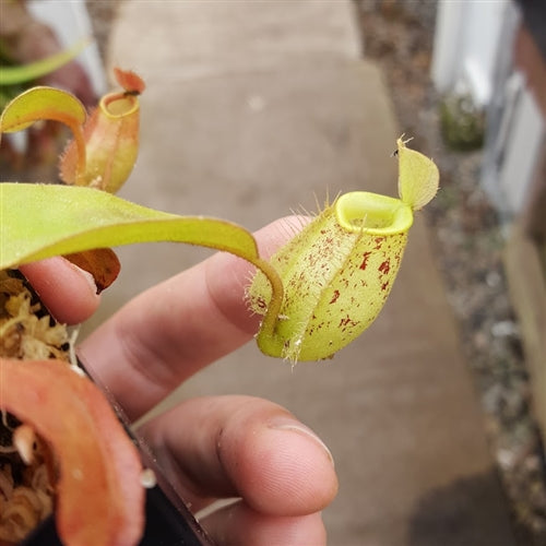 Nepenthes ampullaria