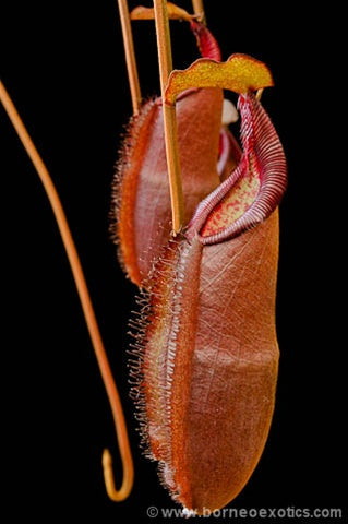 Nepenthes densiflora
