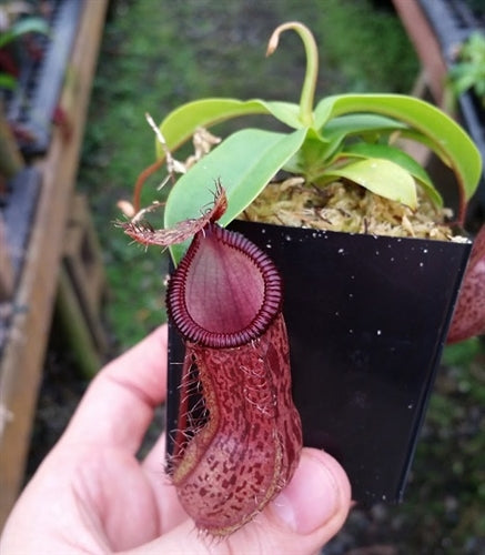 Nepenthes burkei x hamata - Small