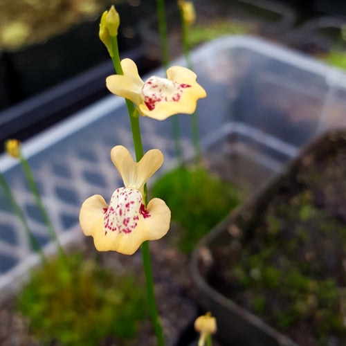 Utricularia fulva