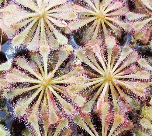 Drosera spatulata