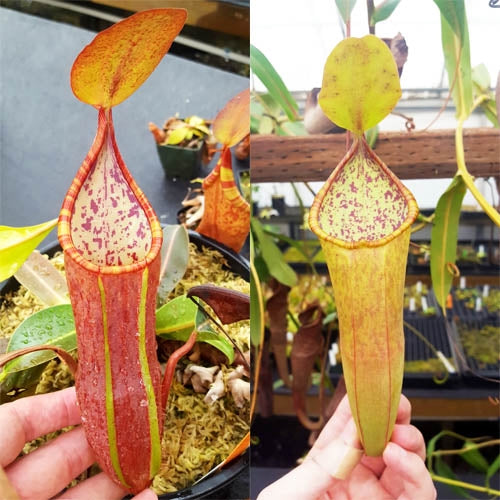 Nepenthes
