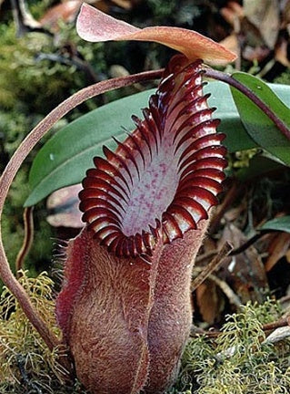 Nepenthes hamata 