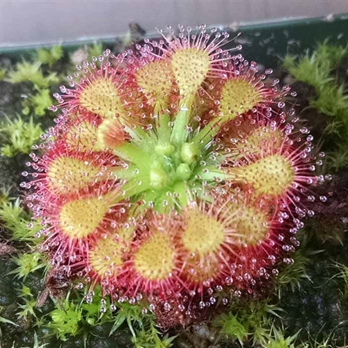 Drosera capillaris 'Emerald's Envy'