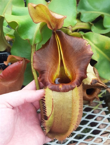 Nepenthes veitchii