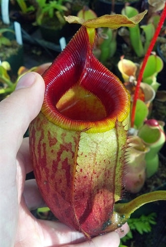 Nepenthes mira - Medium