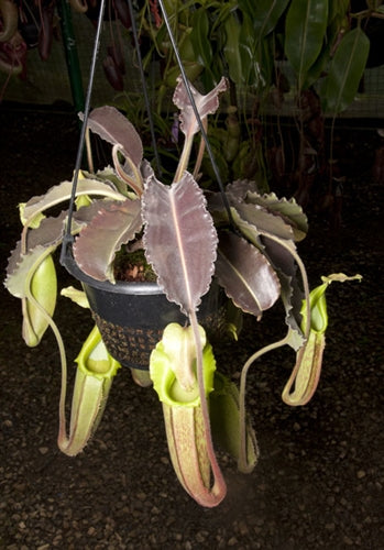 Nepenthes maxima