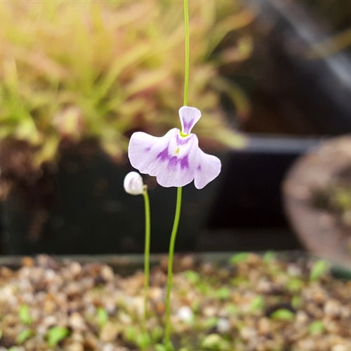Utricularia microcalyx