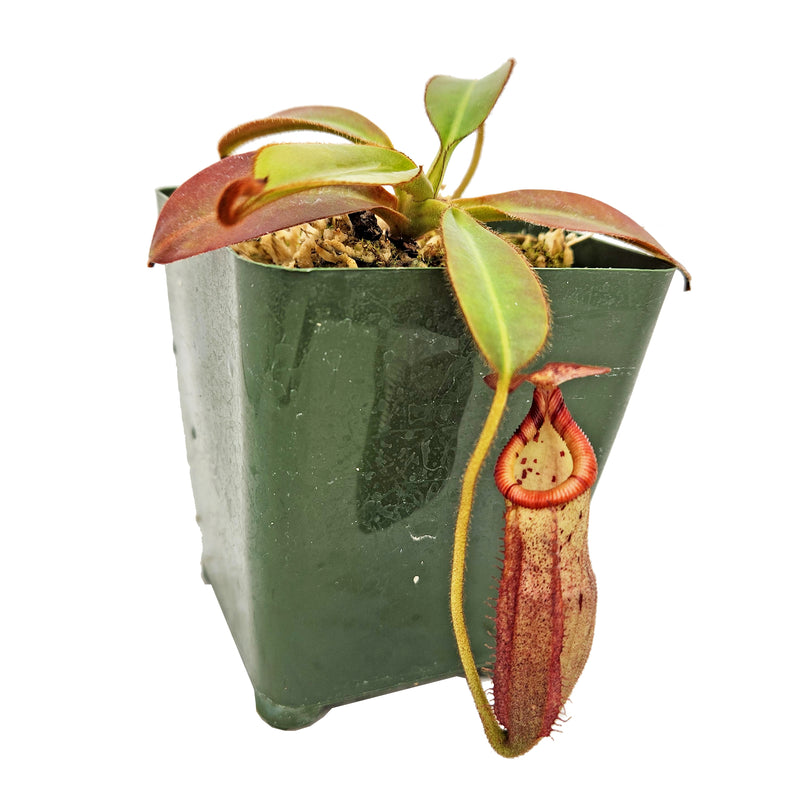 Nepenthes burbidgeae x edwardsiana - Specimen