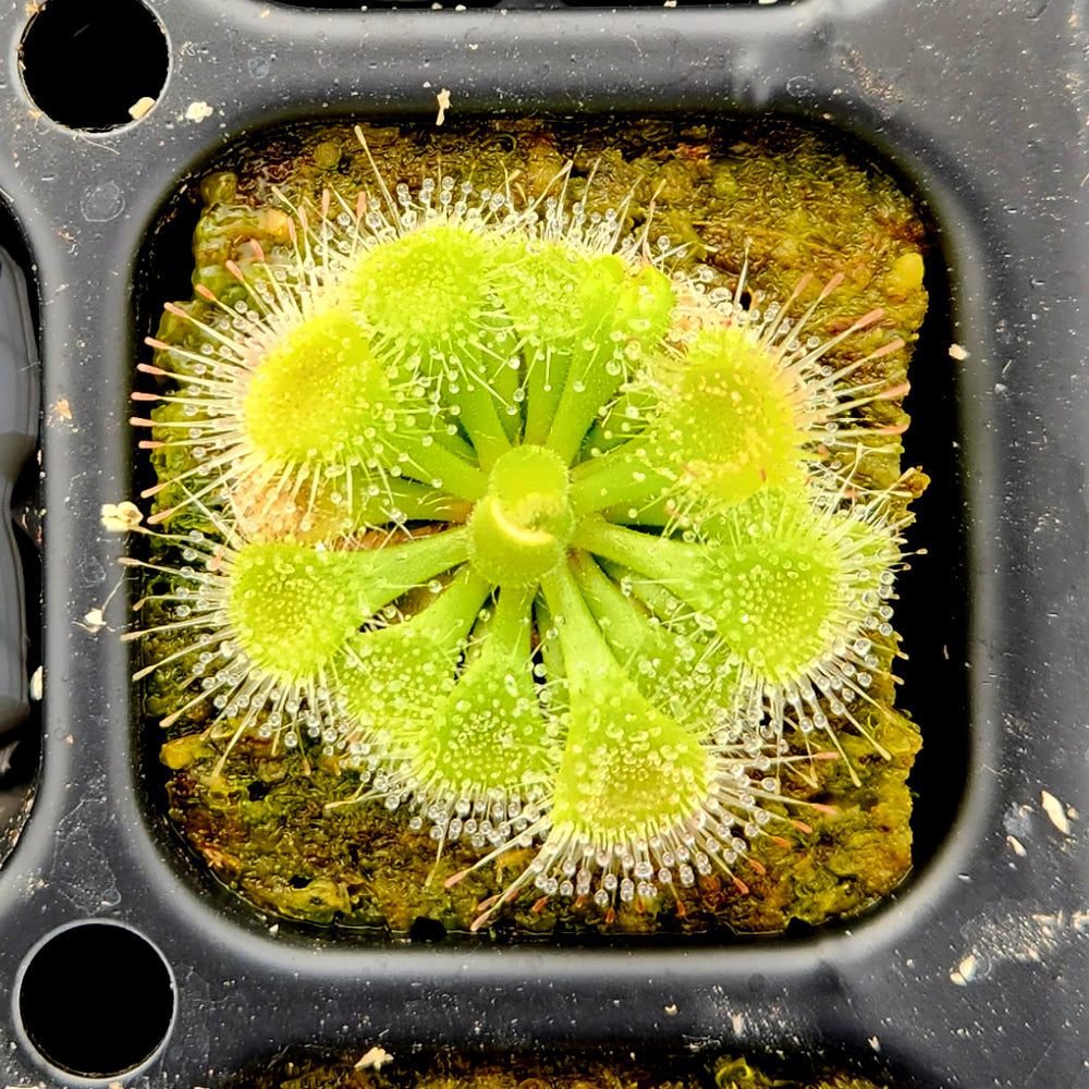 Drosera burmannii