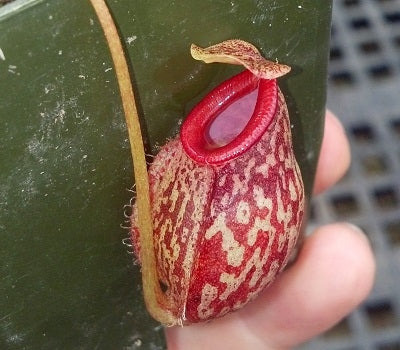 Nepenthes glabrata x aristolochioides - Small