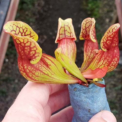 Sarracenia purpurea ssp. purpurea New Jersey