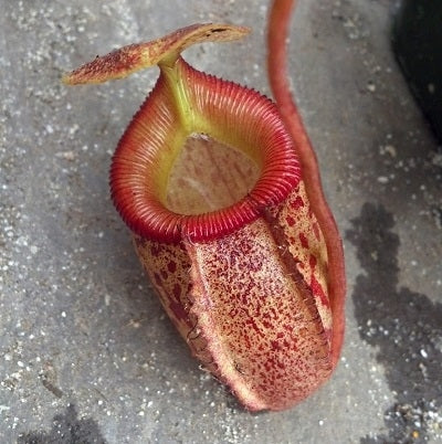 Nepenthes talangensis x sibuyanensis - Large/XL