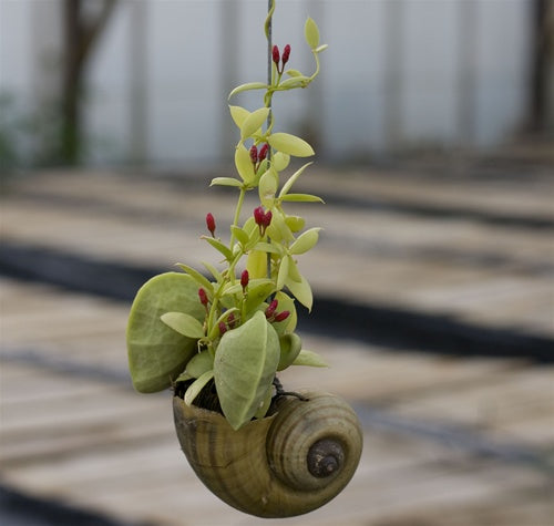 Dischidia pectinoides