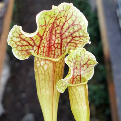 Sarracenia x mitchelliana - Small