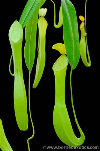 Nepenthes reinwardtiana