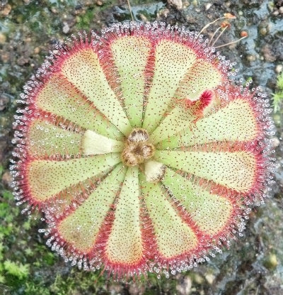 Drosera aliciae